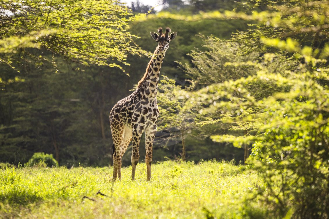 Motorsport: Rally. Safari Rally Kenia. - Agencja Fotograficzna